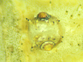 Phalangium opilio